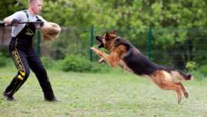 Как да обучаваме правилно кучето?